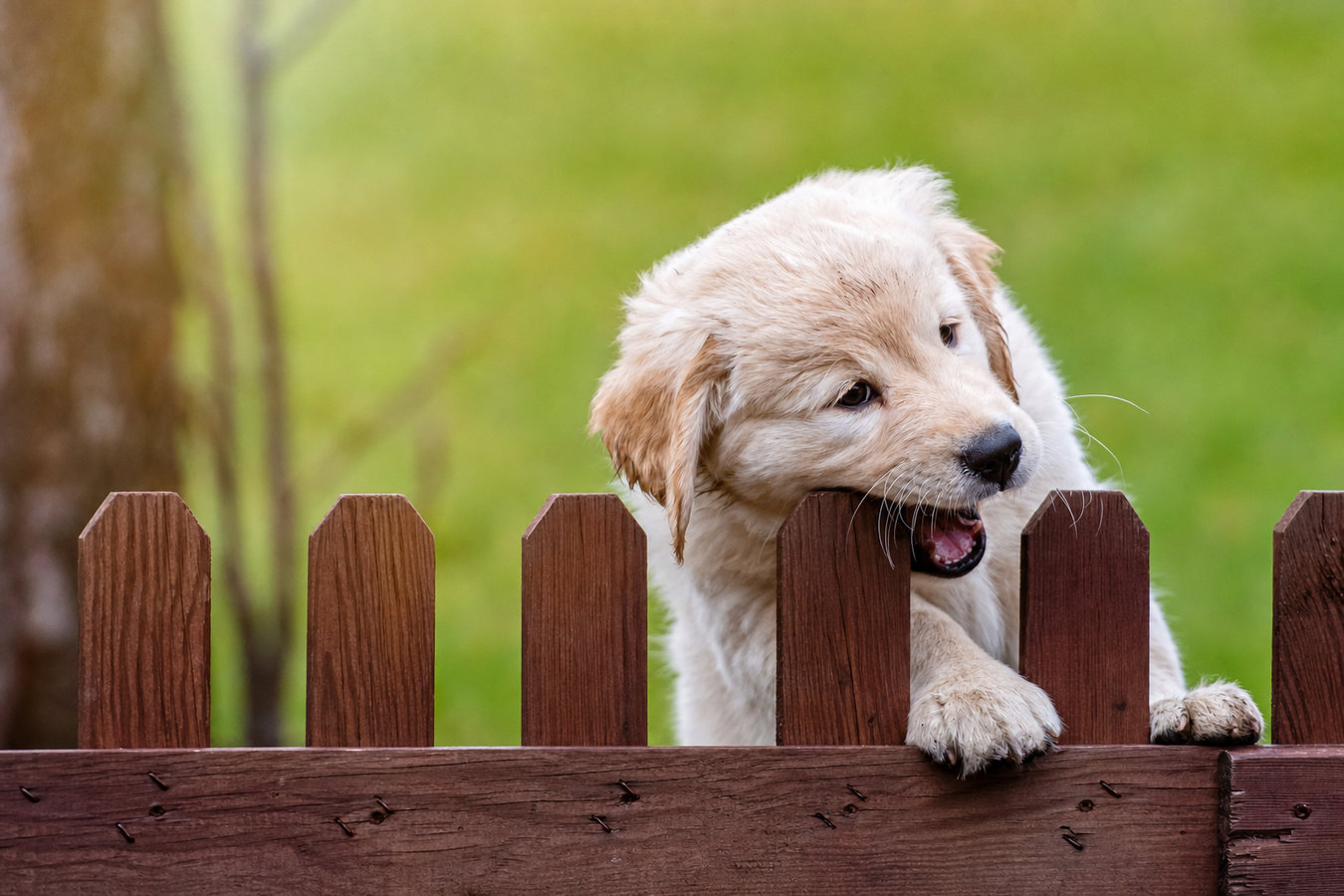 Pet and dog fencing